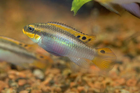 Pelvicachromis taeniatus "Moliwe" female