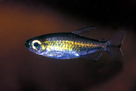 Phenacogrammus interruptus female