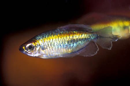 Phenacogrammus interruptus male