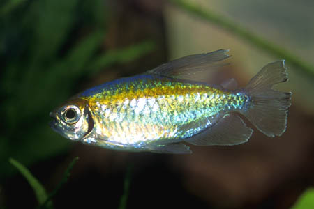 Phenacogrammus interruptus male