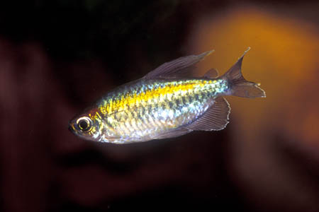 Phenacogrammus interruptus male