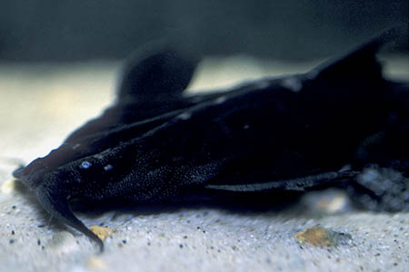 Banded Banjo Catfish (Platystacus cotylephorus)