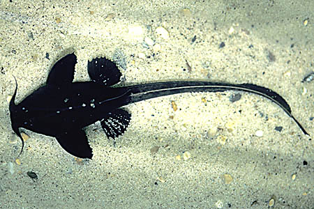 Banded Banjo Catfish (Platystacus cotylephorus)