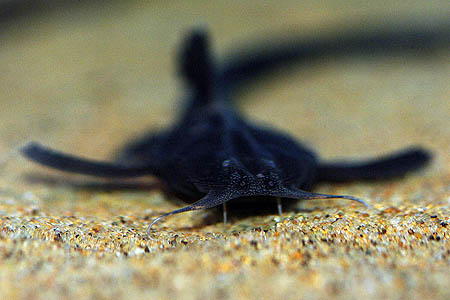 Banded Banjo Catfish (Platystacus cotylephorus)