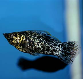 Poecilia latipinna "dalmation" male