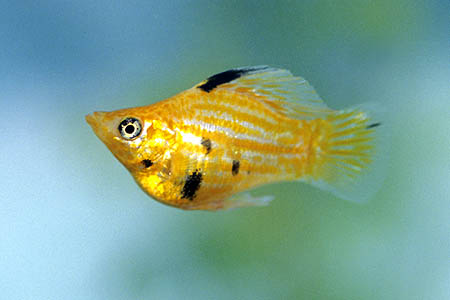 Male of the hideous Poecilia latipinna "balloon"