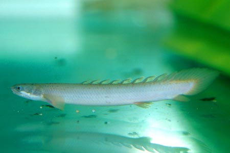 Polypterus senegalus senegalus juvenile
