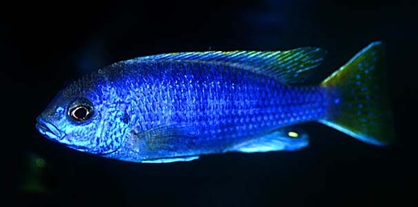 Pseudotropheus sp. "acei"