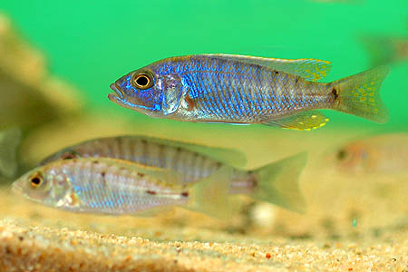 Sciaenochromis fryeri juveniles