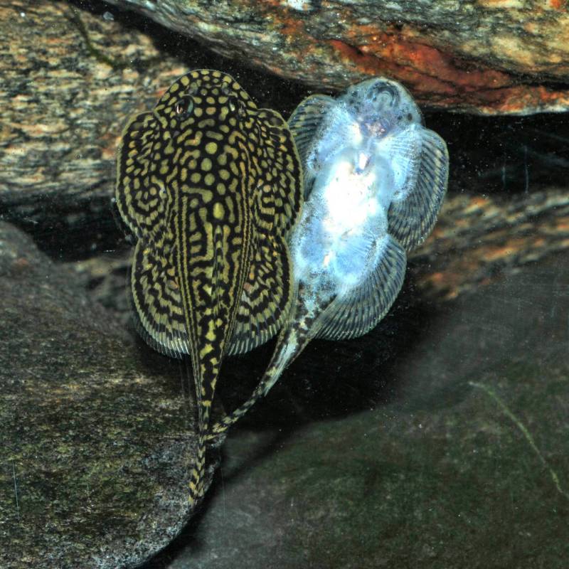 During dominance battles the fish often spar belly-to-belly, in this case through the glass of adjacent tanks.