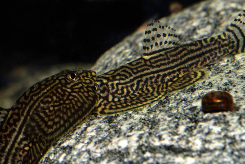 One attempts to dislodge the other by forcing its way under the body - a common technique.