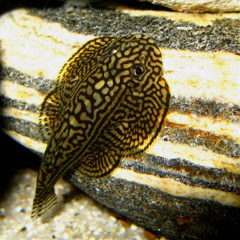 Dorsal view of adult female.