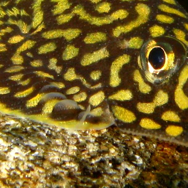 Close-up of male pectoral-fin 'fences'.