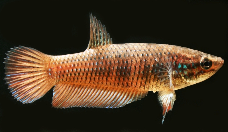 Female from the U.K. aquarium trade; possible hybrid.