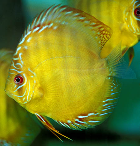 Symphysodon aequifasciata - "Alenquer"