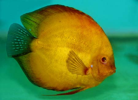 Symphysodon aequifasciata - "Marlboro"