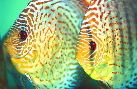 Symphysodon aequifasciata - "Red Spotted Green"