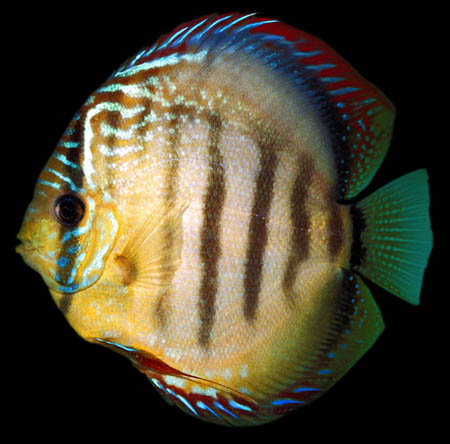 Symphysodon aequifasciata - "Turquoise Tomato"