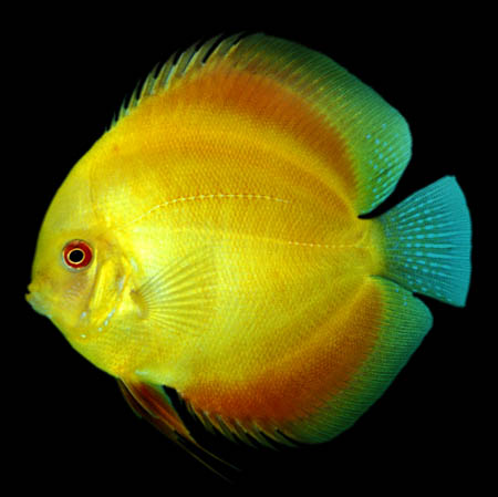 Symphysodon aequifasciata - "Velvet Sun"