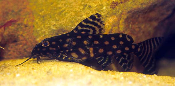 Polka Dot Synodontis (Synodontis angelicus)