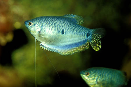 Trichogaster trichopterus blue form