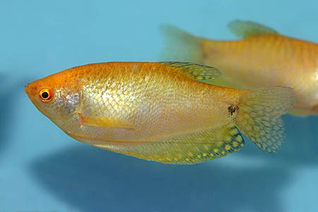 Trichogaster trichopterus gold form