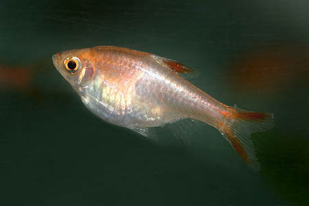'Gold' aquarium strain. We're unsure whether this fish is produced by line-breeding or hybridisation.