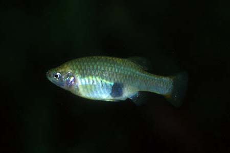 Xenotoca eiseni female