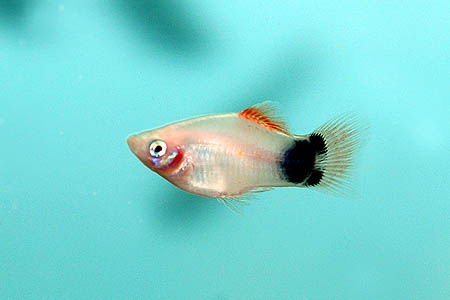 Xiphophorus maculatus "mickey mouse" male