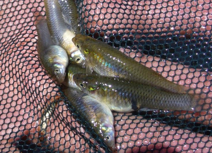 Introduced Gambusia holbrooki are highly-invasive throughout Mediterranean Spain