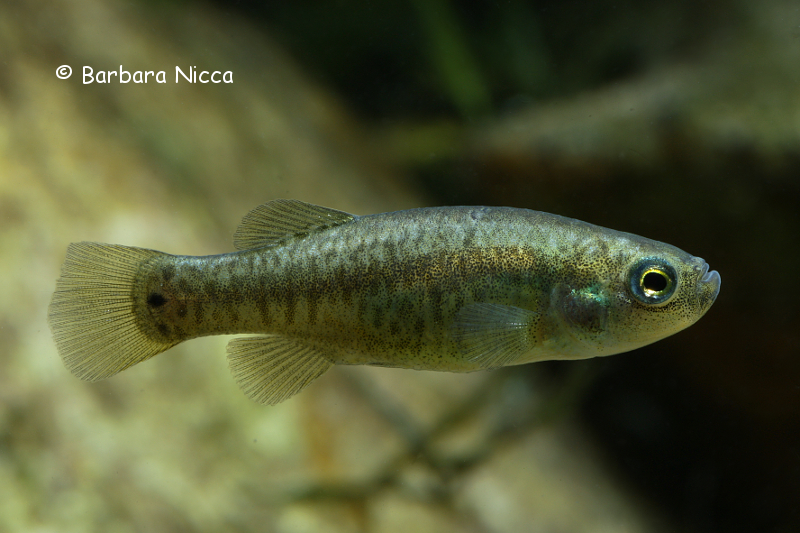 Adult female; 'Lake Maharlu 1,2' population.