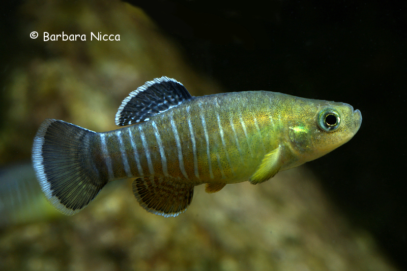 Adult male specimen in spawning condition; 'Lake Maharlu 1,2' population.
