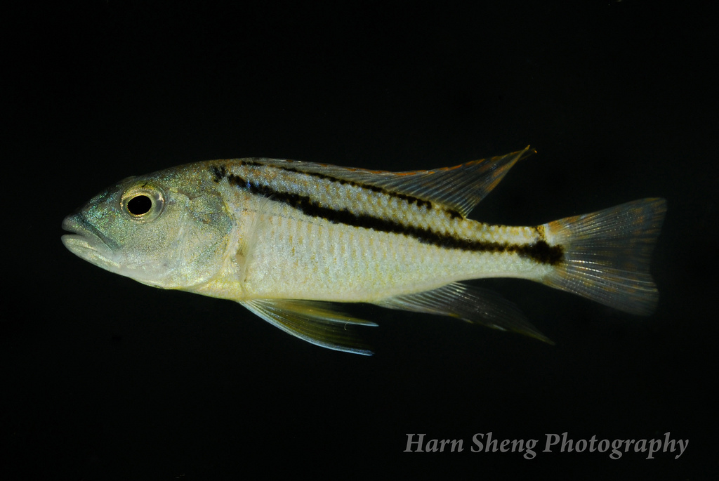 Subadult male specimen.