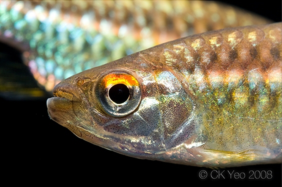 Head detail.