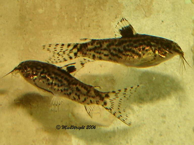 Adult pair, female top.