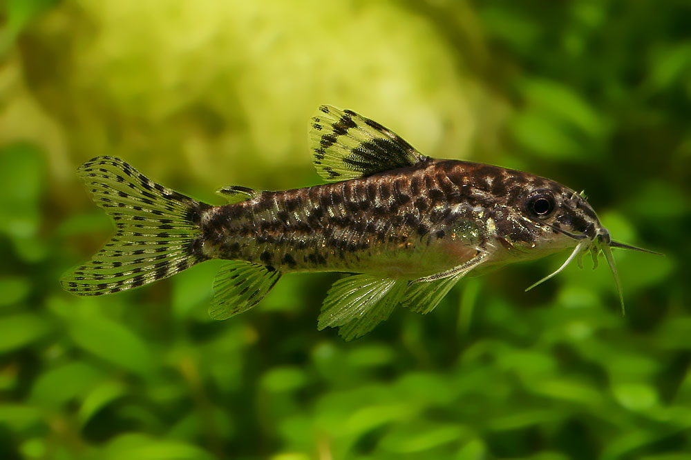 Adult male specimen.