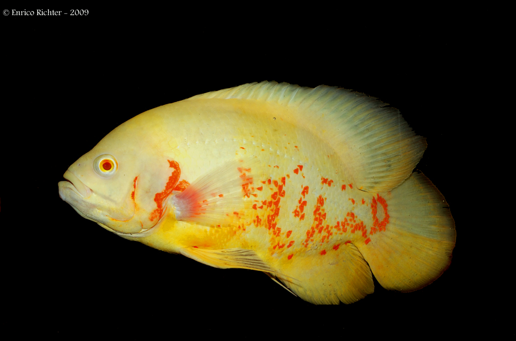 Adult specimen of ornamental 'albino' strain.