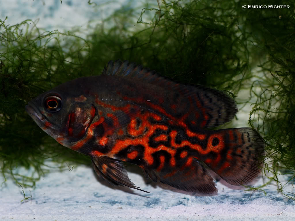 Subadult of ornamental 'red tiger' strain.
