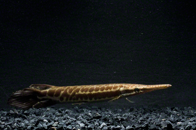 Juvenile specimen...