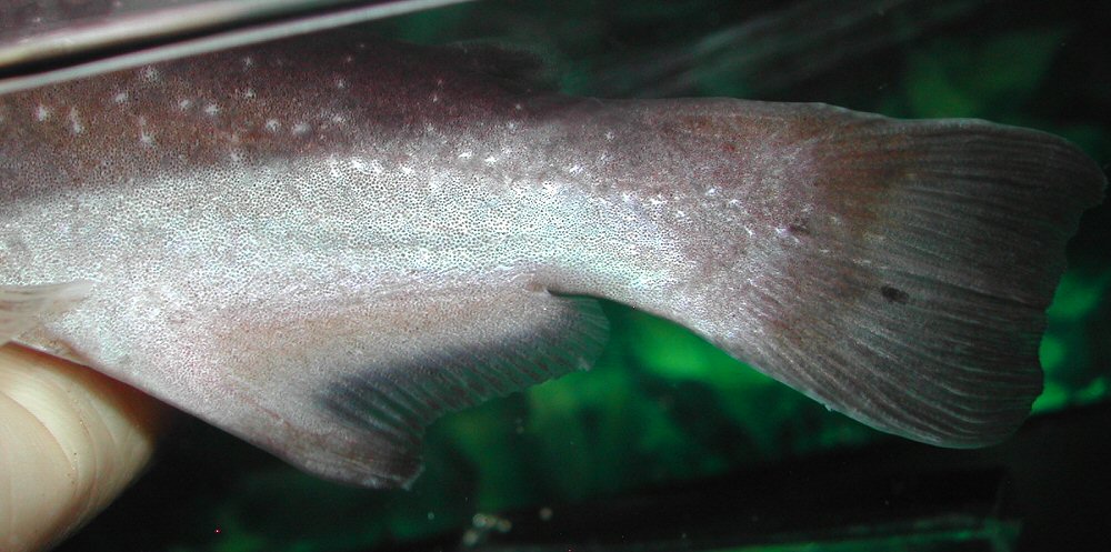 Modified anal fin of male.