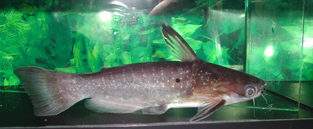 Female specimen.