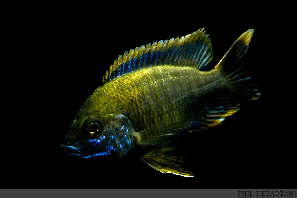 Adult male from Undu Reef. This form is often referred to as 'lemon jake' in the hobby.