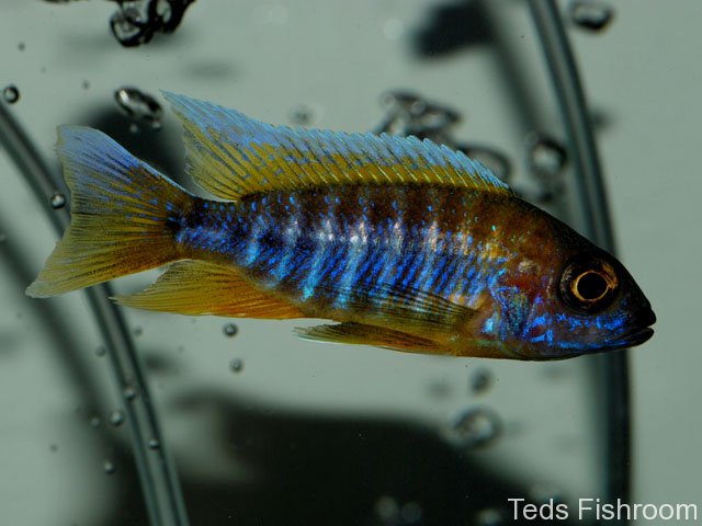 Another young male; population unspecified.