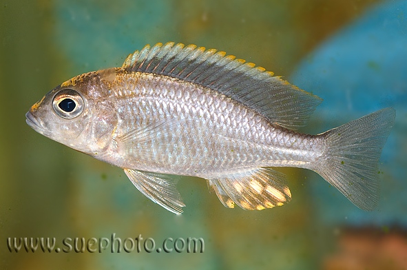 Subadult male specimen.