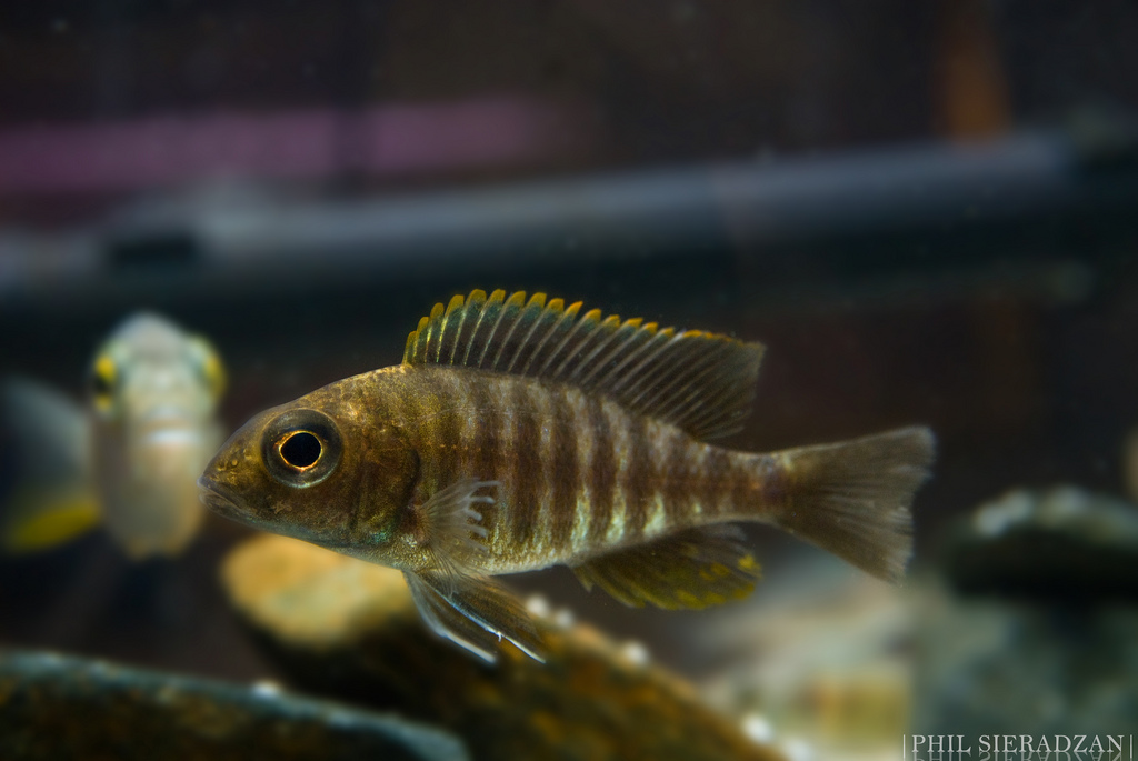 Immature male specimen; population unspecified.
