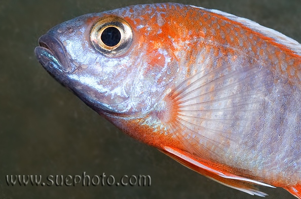 Male of the 'eureka' form with enlarged sensory pores typical of the genus clearly visible between mouth and eye.