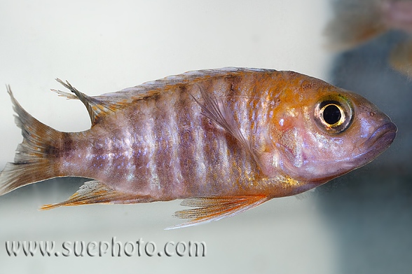Adult female of the 'eureka' strain.