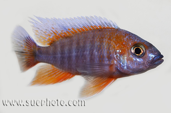 A. jacobfreibergi 'eureka' is an ornamental strain which has been line-produced from the wild Otter Point population.