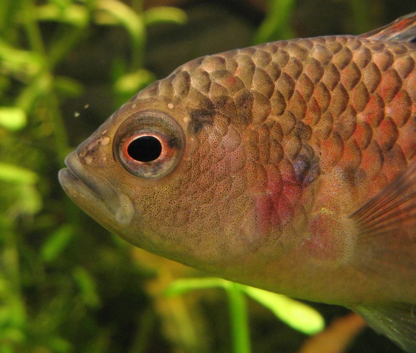 Head detail of adult male.