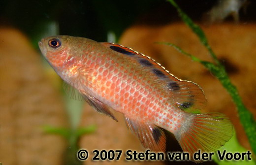 Unusual adult male specimen of B. sp. 'Buxar' with 5 dark blotches in the dorsal fin.